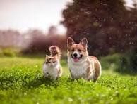 Dogs and Pets Breeders image